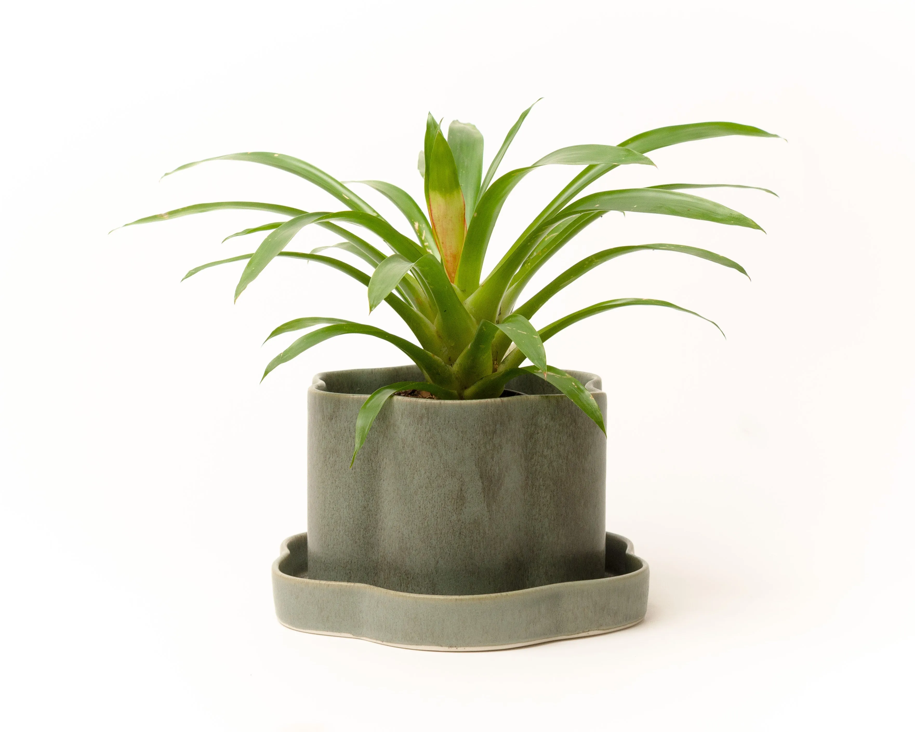 8" Fossil Planters
