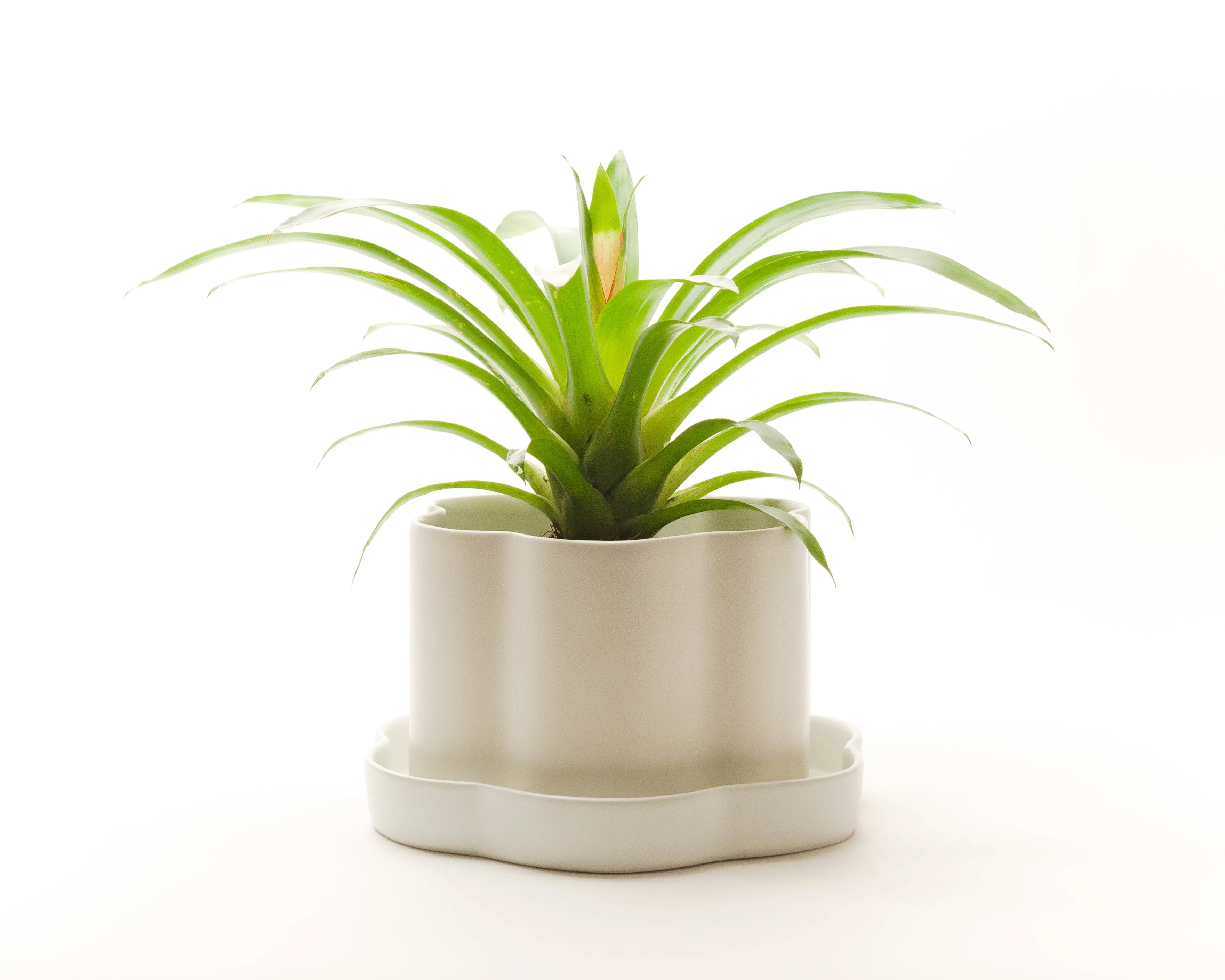 8" Fossil Planters