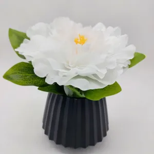 Flowers With Pots - Large White Mangolian - Black Pot