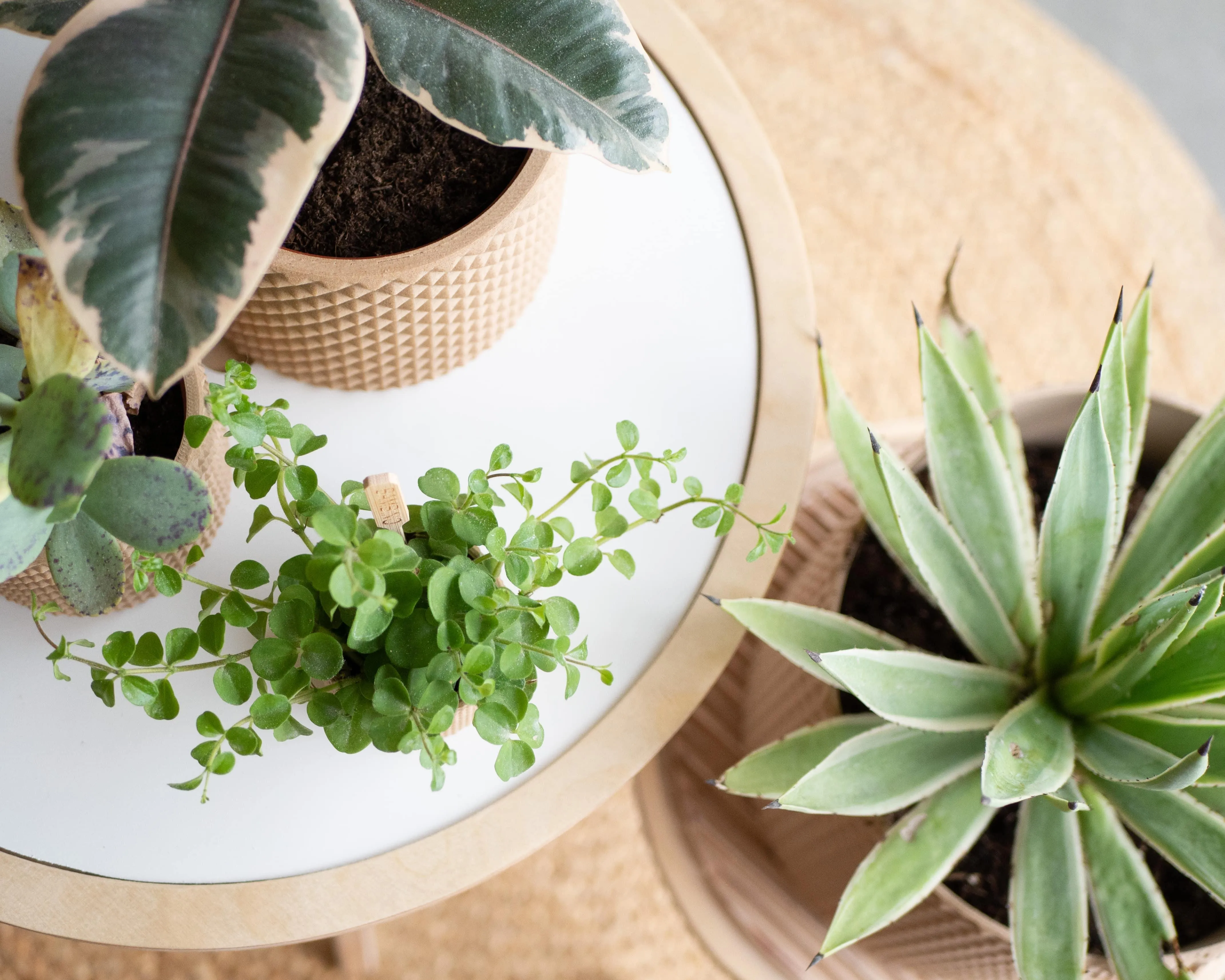 Large Indoor Planter PIKO
