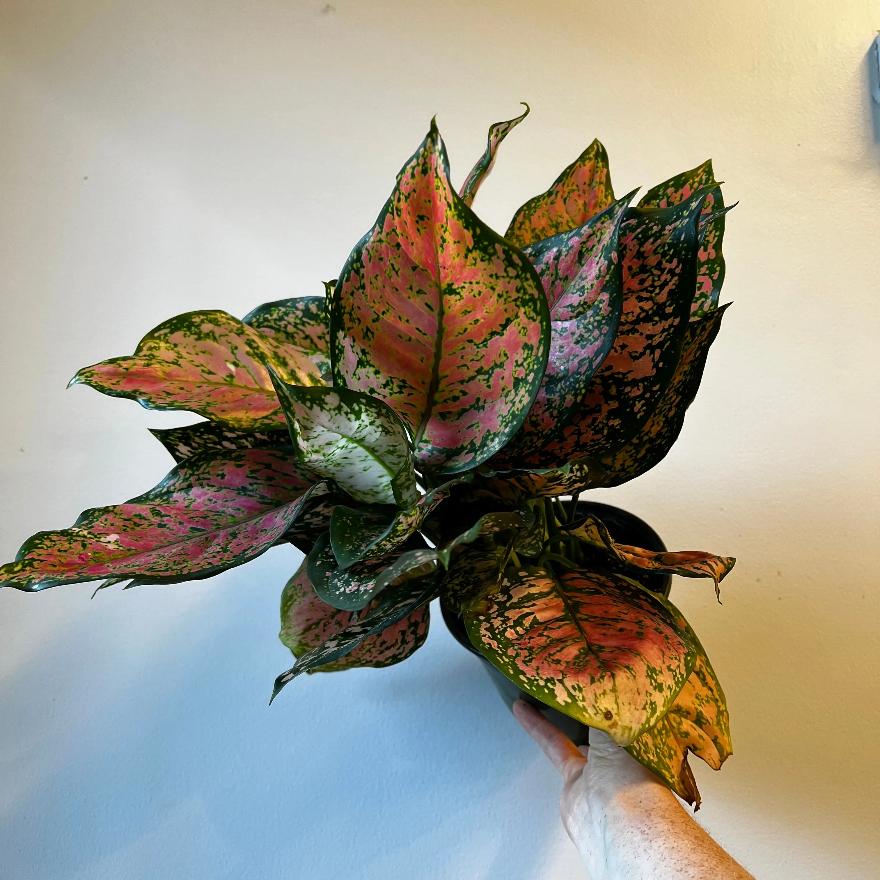 Plant Subscription