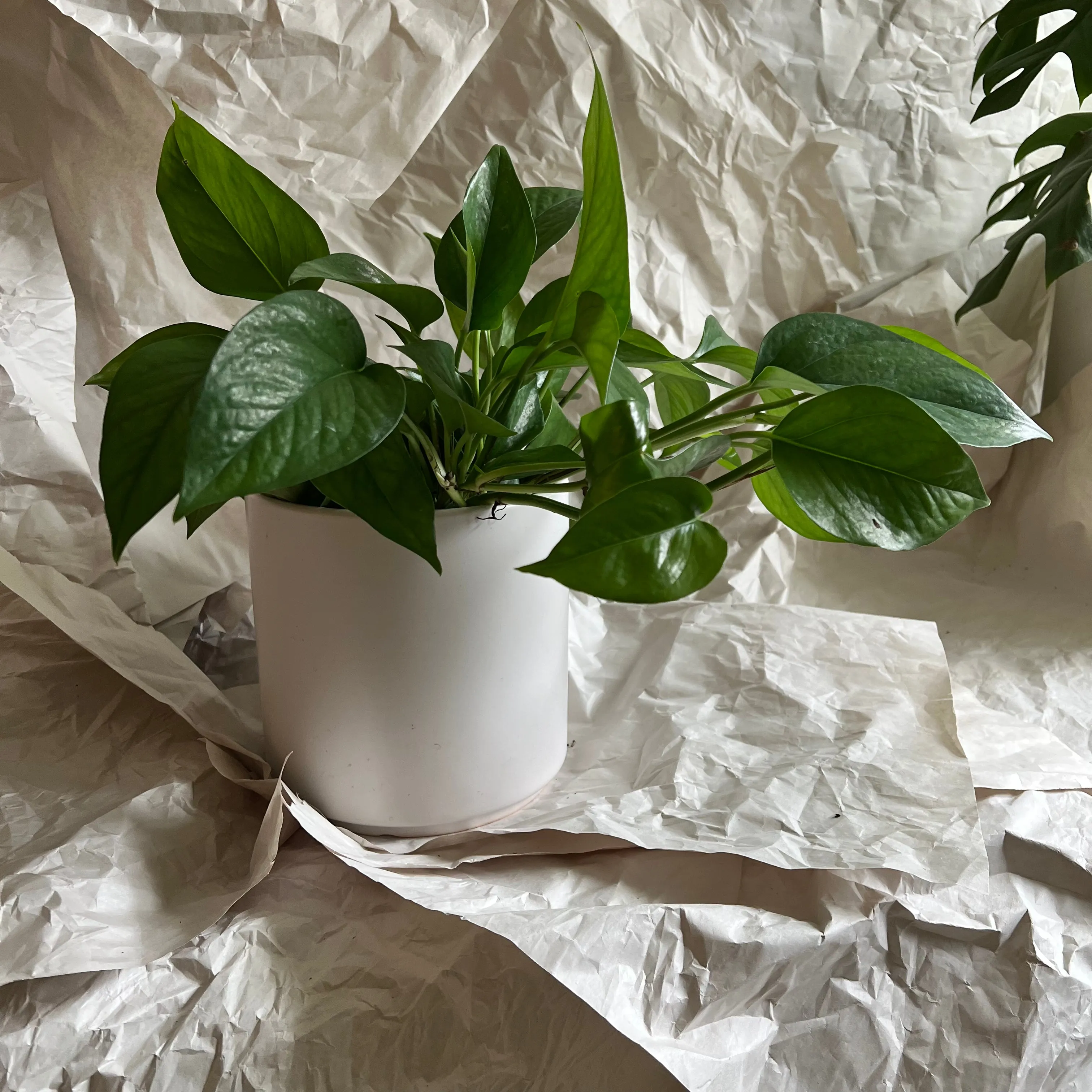 Plant Subscription