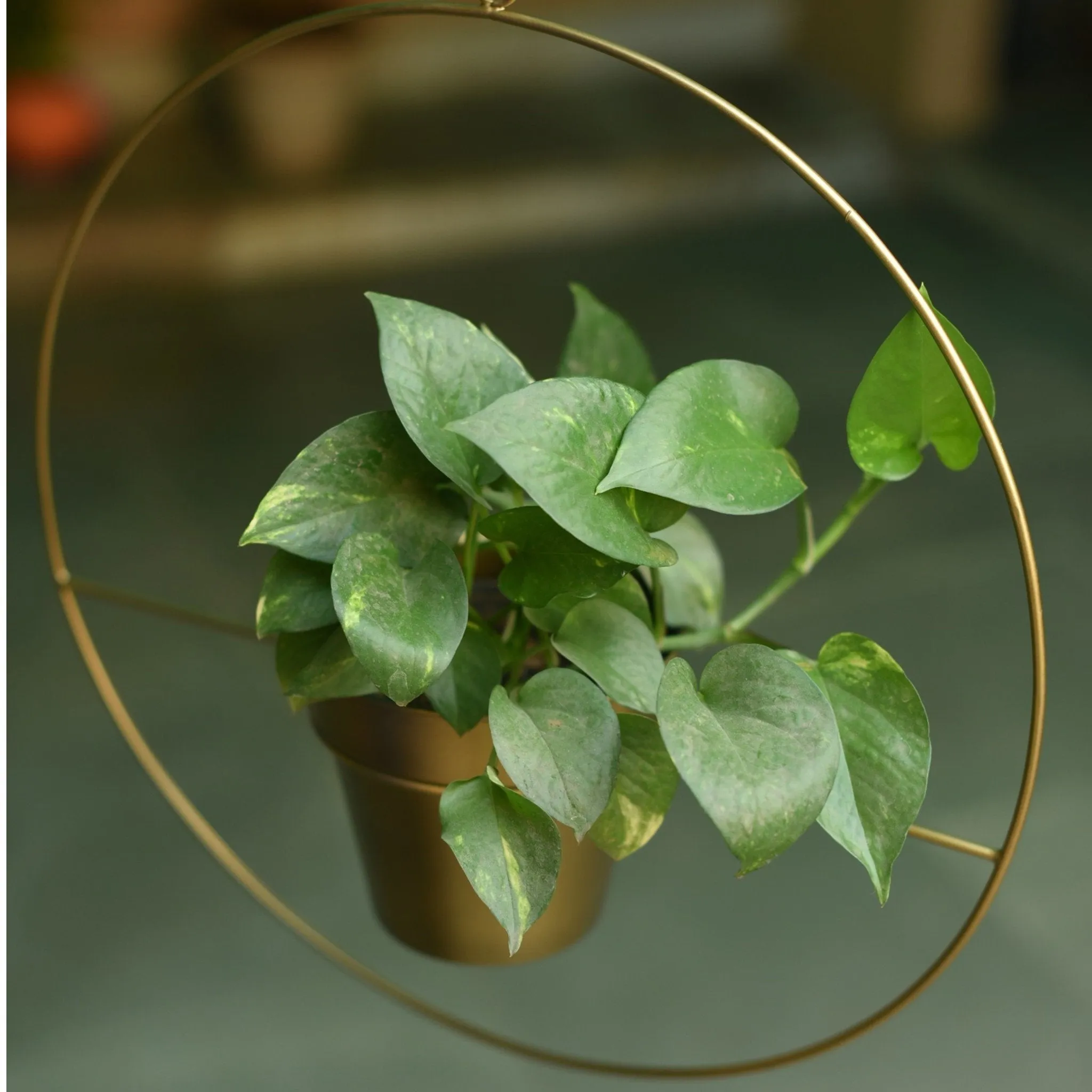 Set of 2 Metal Hanging Planters in Gold Finish - Choose Combo