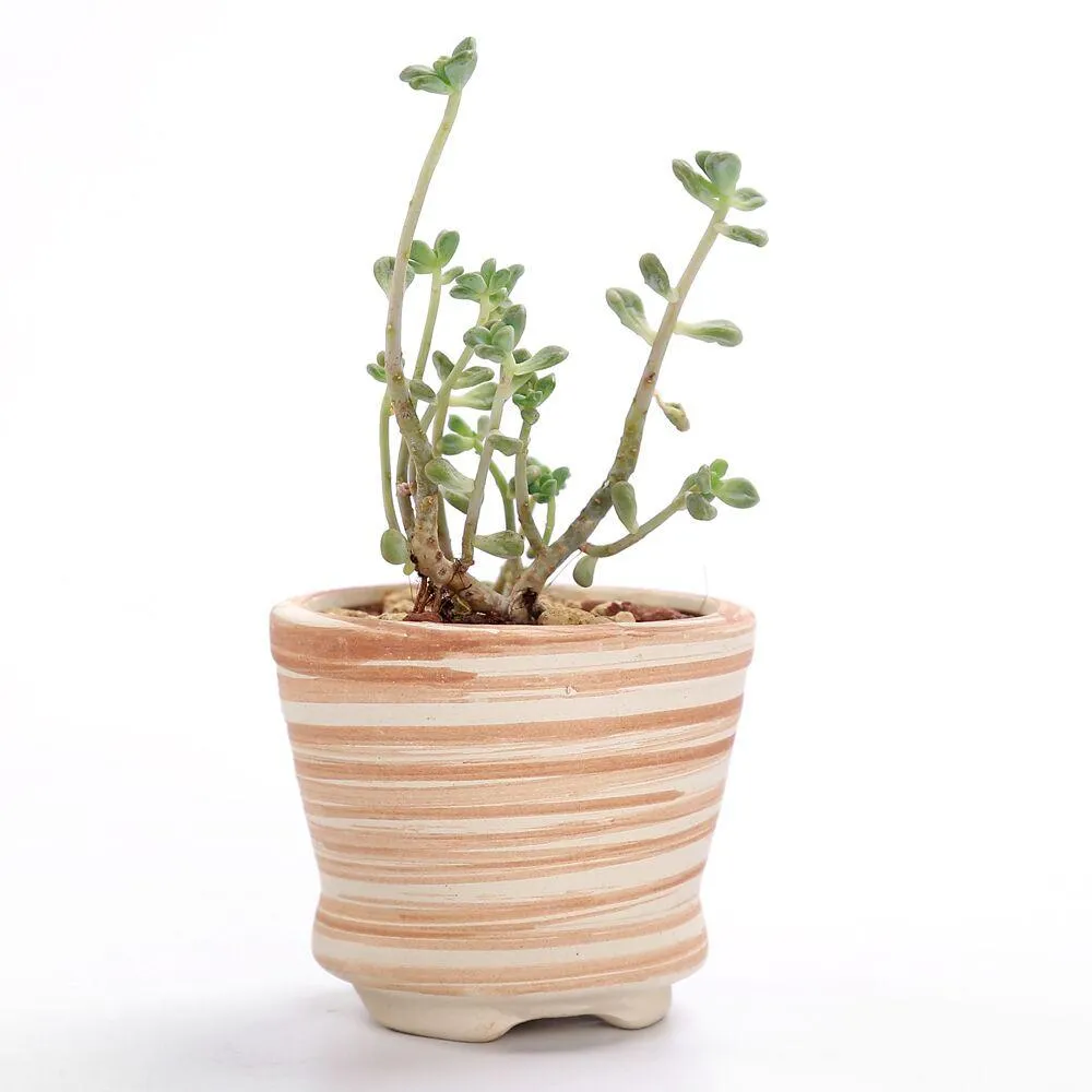 Set of 6 Ceramic Wooden Pattern Flower Planter