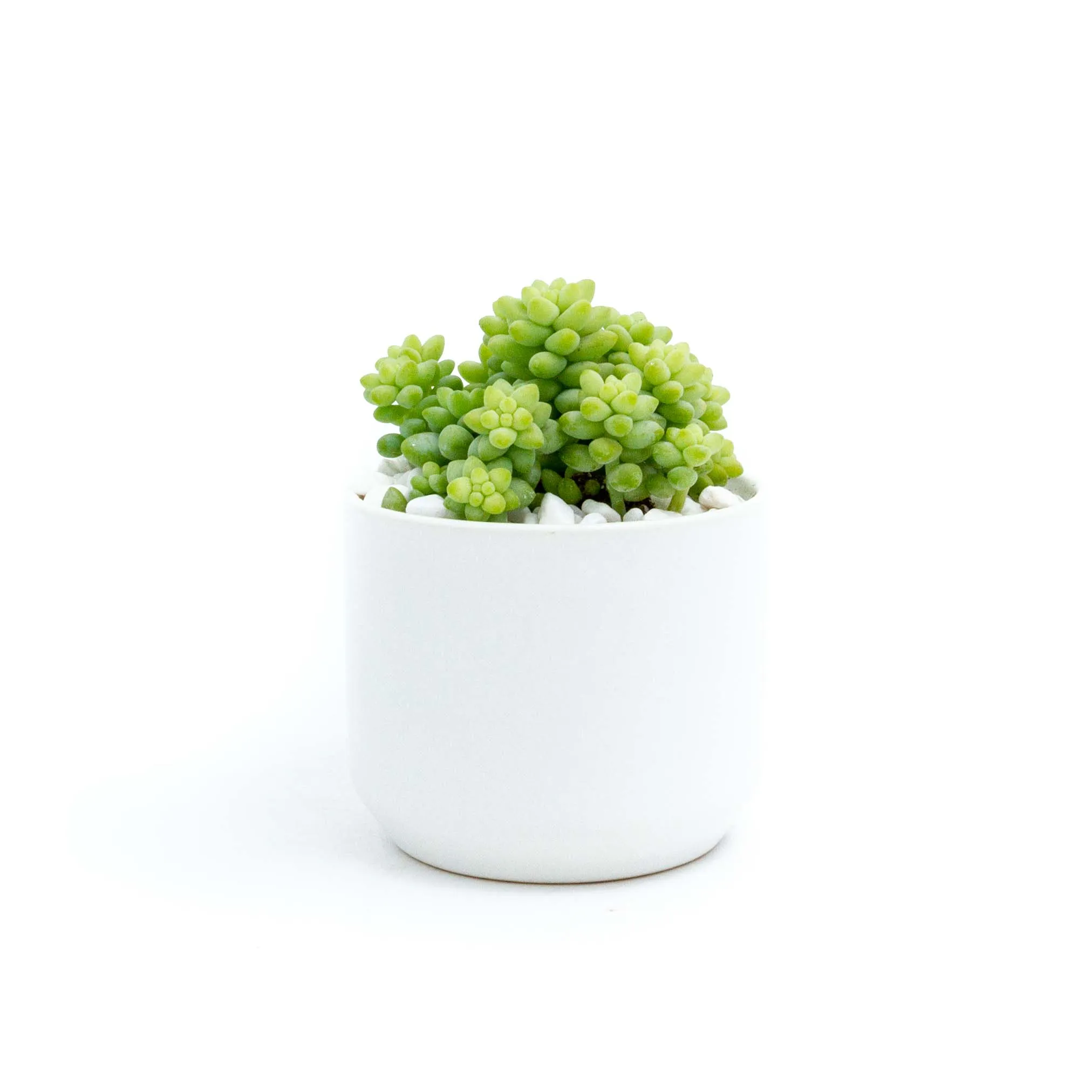 Succulent Plants in Small Ceramic Pots 2 (Multiple Pot & Plant Combinations)