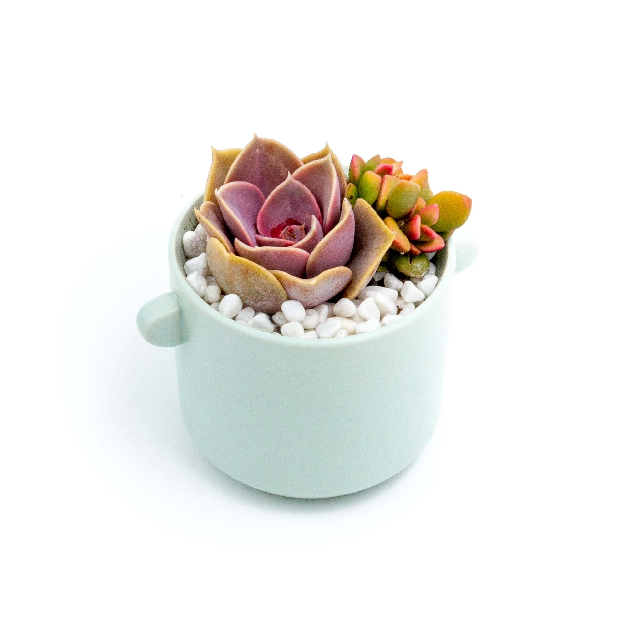 Succulent Plants in Small Ceramic Pots 2 (Multiple Pot & Plant Combinations)