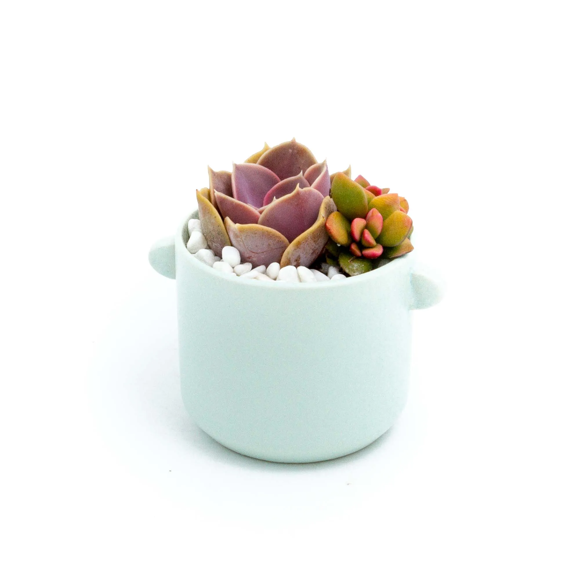 Succulent Plants in Small Ceramic Pots 2 (Multiple Pot & Plant Combinations)