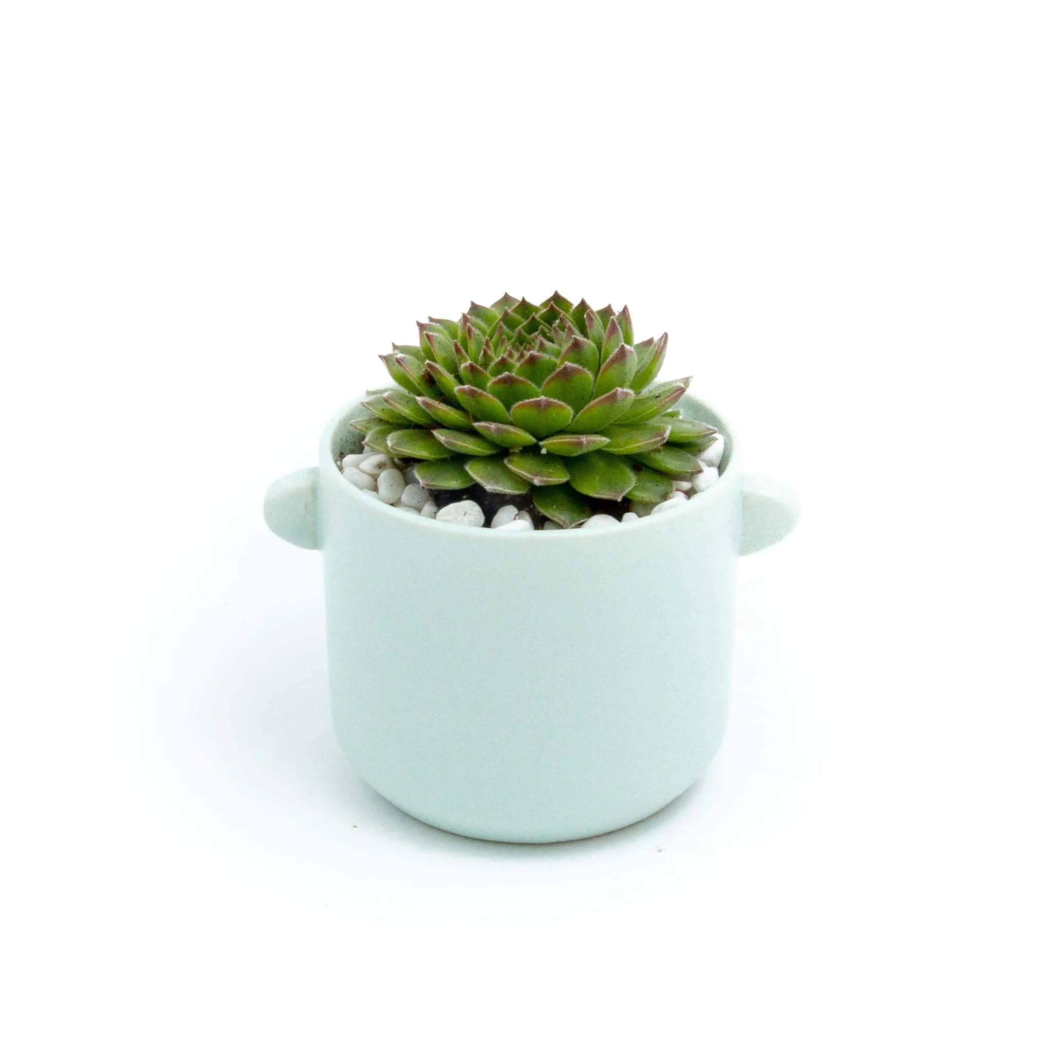 Succulent Plants in Small Ceramic Pots 2 (Multiple Pot & Plant Combinations)