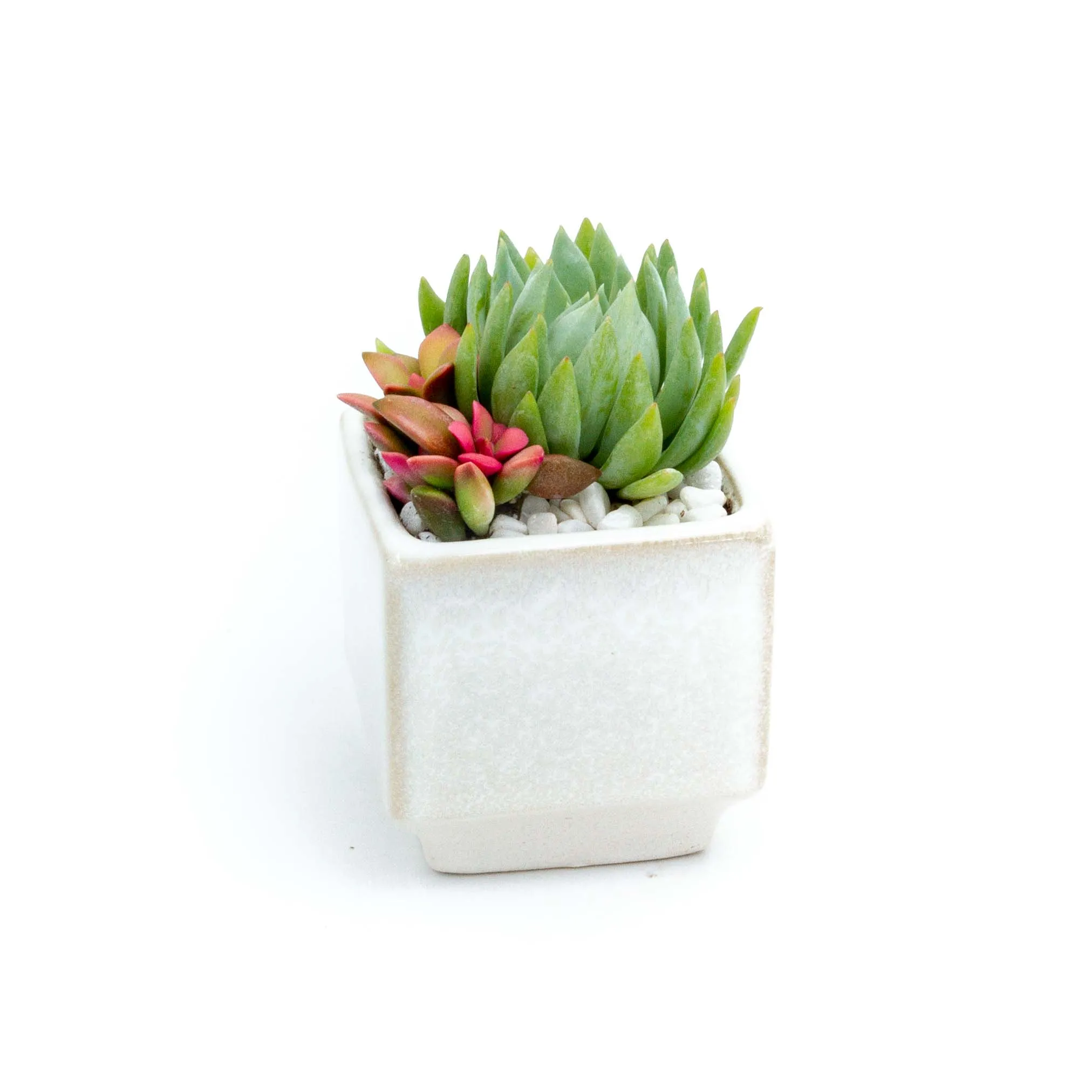 Succulent Plants in Small Ceramic Pots 2 (Multiple Pot & Plant Combinations)