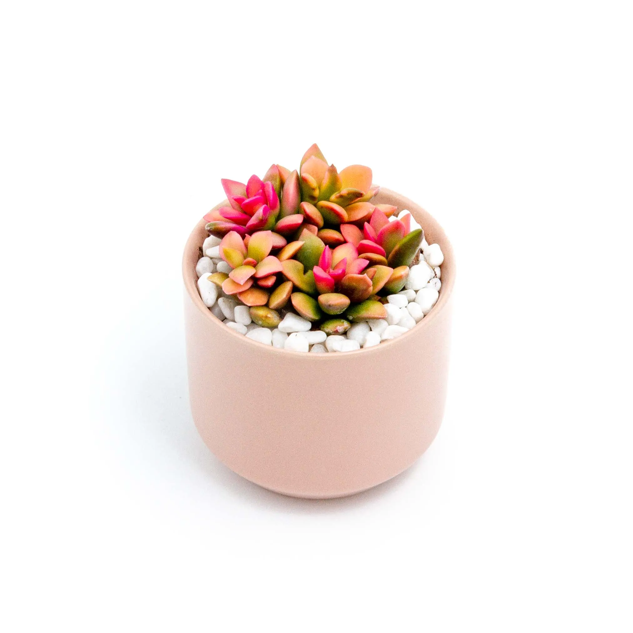 Succulent Plants in Small Ceramic Pots 2 (Multiple Pot & Plant Combinations)