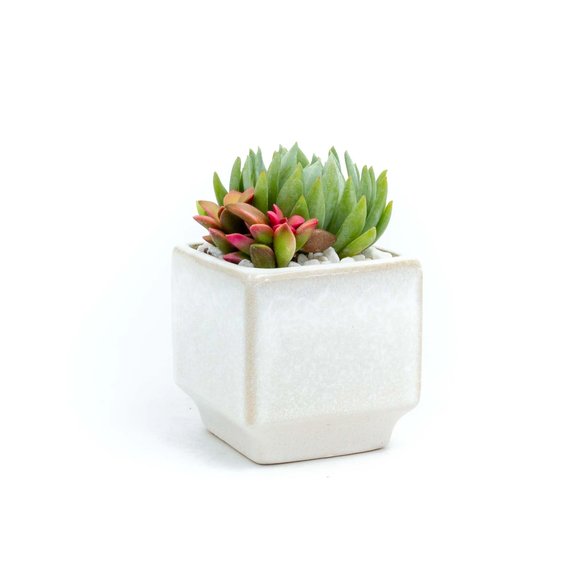Succulent Plants in Small Ceramic Pots 2 (Multiple Pot & Plant Combinations)