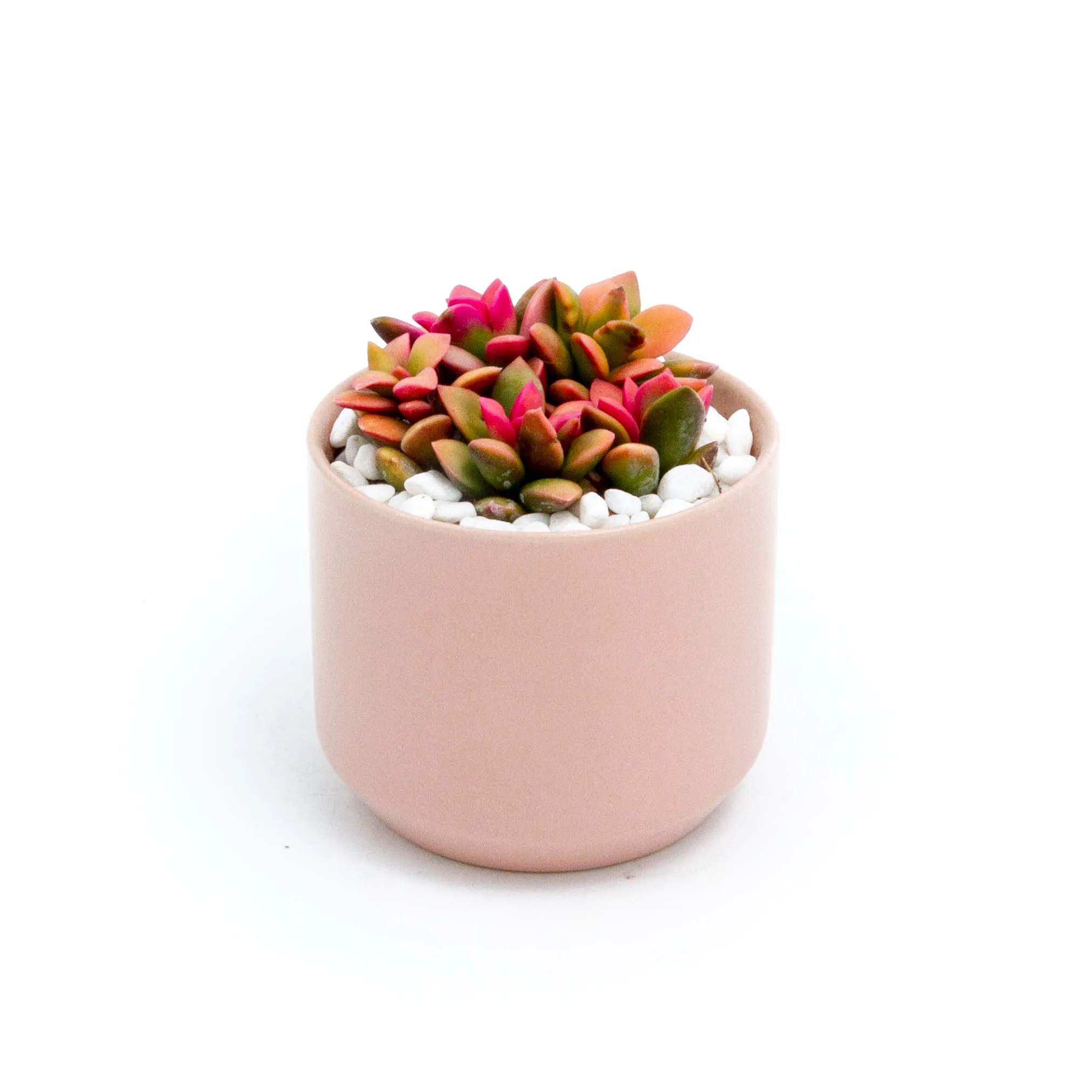 Succulent Plants in Small Ceramic Pots 2 (Multiple Pot & Plant Combinations)