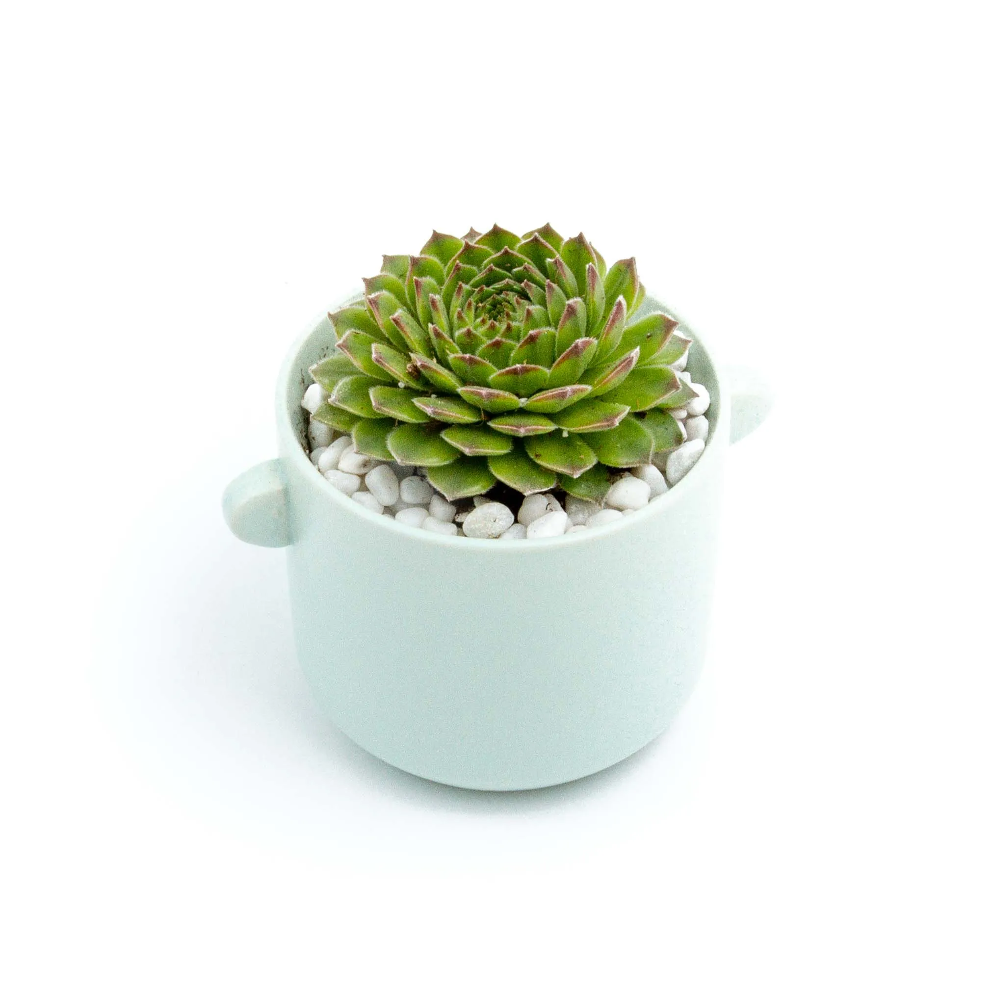 Succulent Plants in Small Ceramic Pots 2 (Multiple Pot & Plant Combinations)