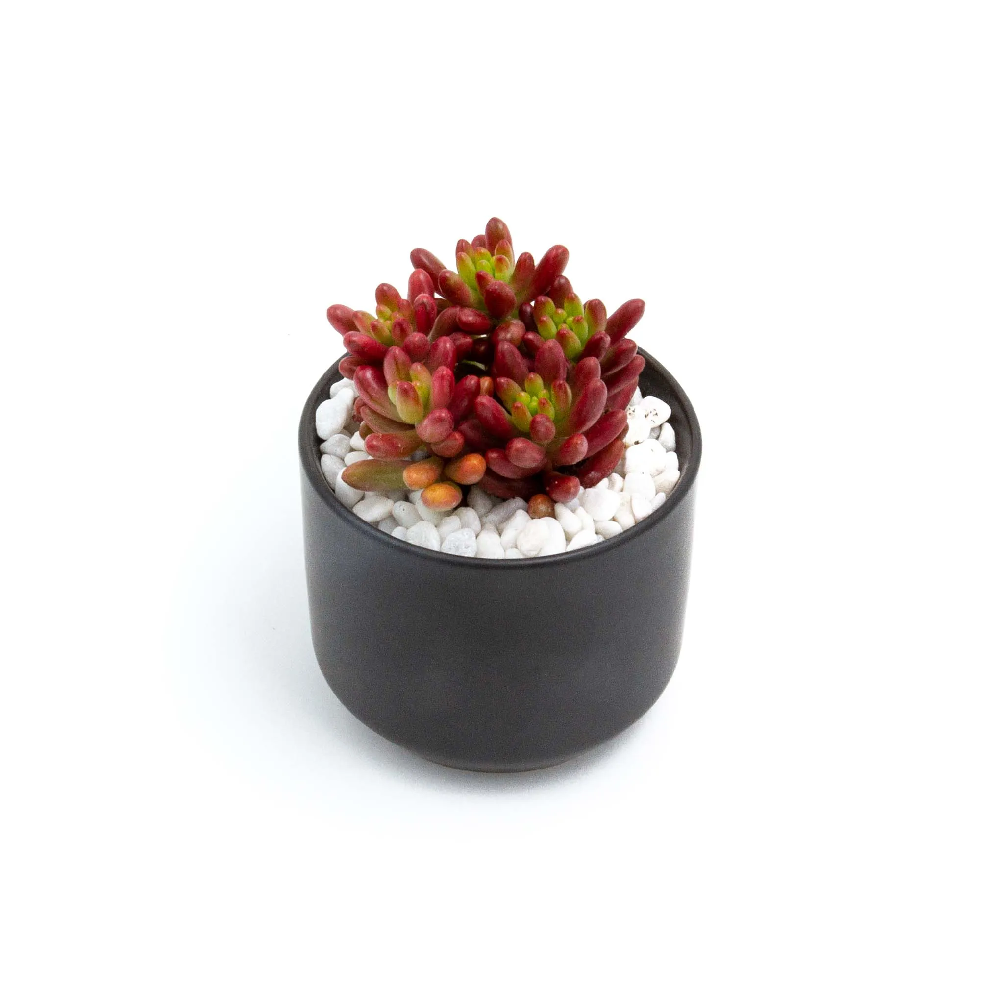 Succulent Plants in Small Ceramic Pots 2 (Multiple Pot & Plant Combinations)