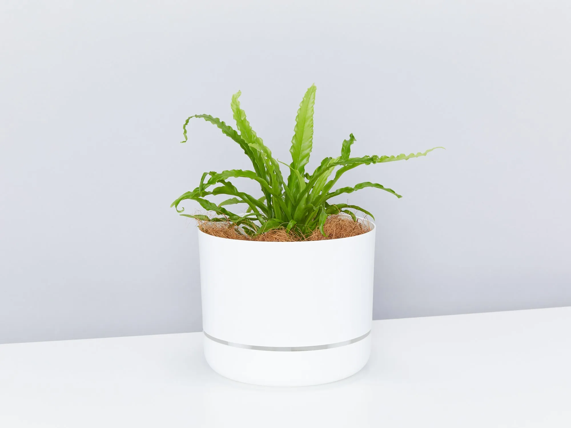 White Selfwatering Pots 215mm