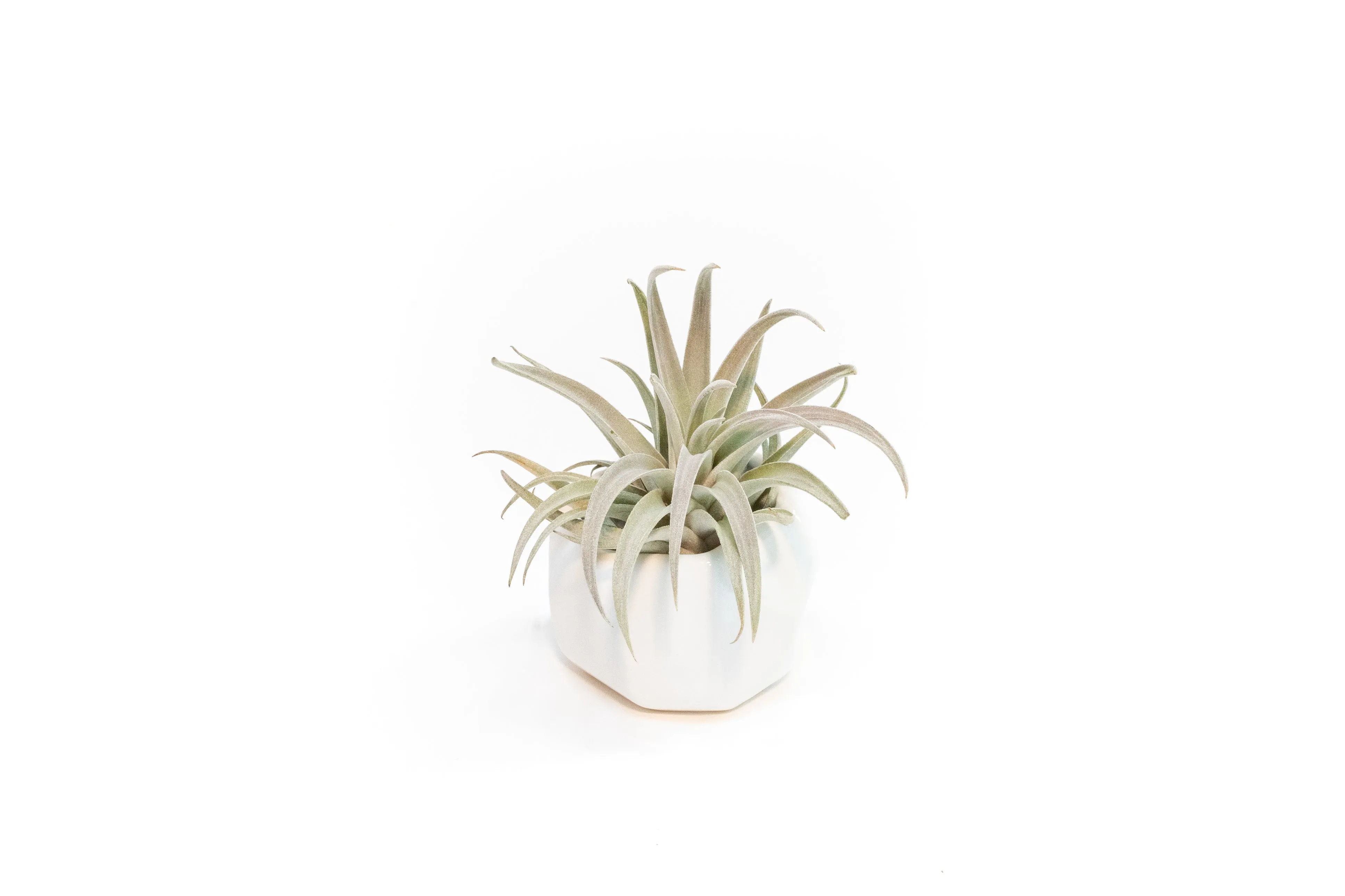 Wholesale - White Geometric Ceramic Container with Assorted Tillandsia Air Plants