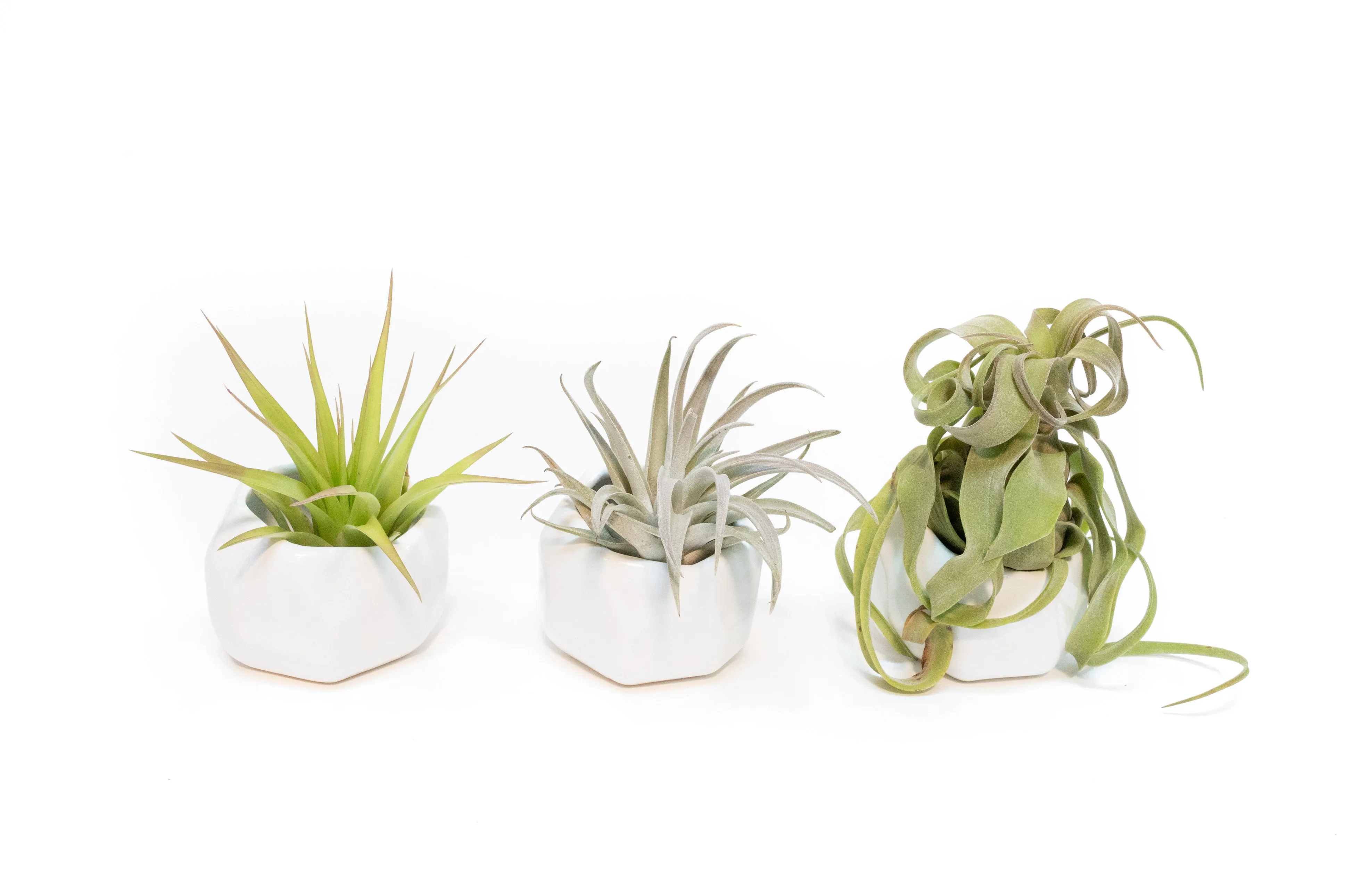 Wholesale - White Geometric Ceramic Container with Assorted Tillandsia Air Plants