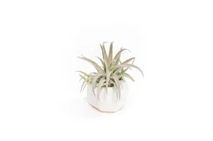 Wholesale - White Geometric Ceramic Container with Assorted Tillandsia Air Plants